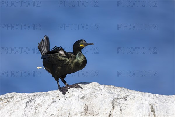 Common shag (Phalacrocorax aristotelis) defecating, Hornoya Island, Vardo, Varanger, Finnmark,