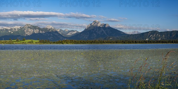 Lake Hopfensee with water lilies, (Nymphaea), behind it the Saeuling, 2047m, Ammergau Alps, East