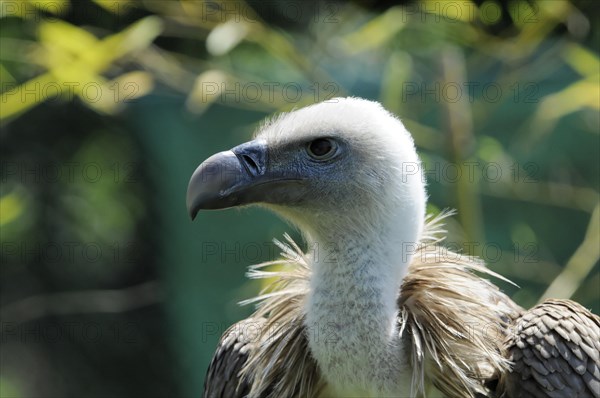 Griffon vulture (Gyps fulvus) vulture head with white plumage and brown shoulder feathers against a