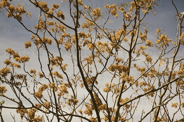 Close-up of silhouetted deciduous tree branches with dry and wilted golden brown leaves in summer,