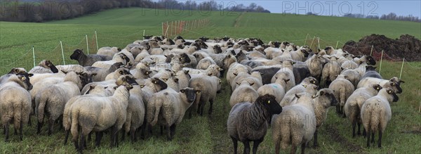 Black-headed domestic sheep (Ovis gmelini aries) waiting in the pen for the new pasture,