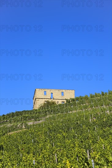 Yburg, Y-Burg, Yberg, Eibenburg, ruins of a hillside castle, historic building, built in the early
