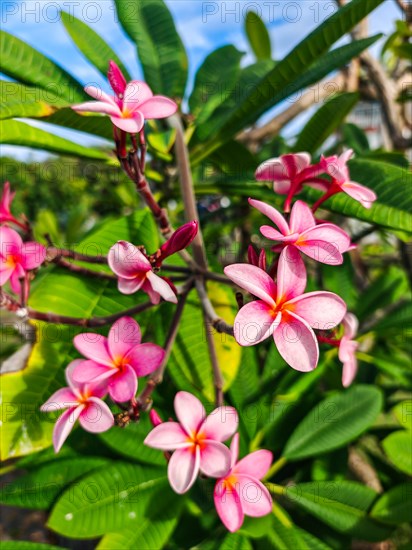 Jardin Botaniqu de Deshaies, botanical garden with flora and fauna in Guadeloupe, Caribbean, French