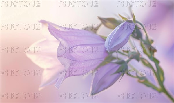 Close-up of a bellflower in soft light, closeup view, selective focus, spring background AI