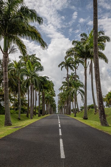 The famous palm avenue l'Allee Dumanoir. Landscape shot from the centre of the street into the
