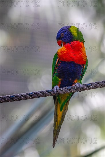 Portrait of a loris, parrot. Beautiful shot of the animals in the forest on Guadeloupe, Caribbean,