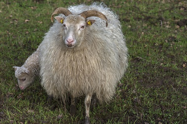 Horned moorland sheep (Ovis aries) with their lamb on the pasture, Mecklenburg-Western Pomerania,