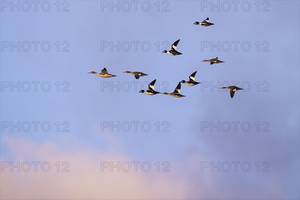 Red-breasted Merganser (Mergus serrator) and Common Goldeneye (Bucephala clangula), small flock in