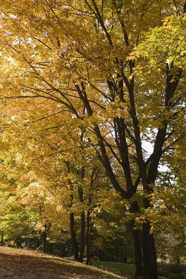Silhouetted yellow Acer, Maple trees and fallen leaves on ground in sloped residential backyard in