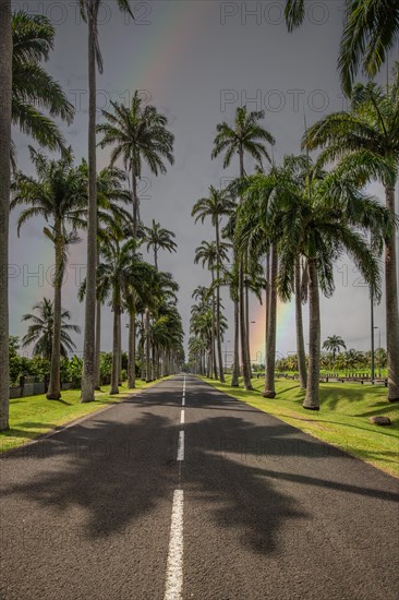 The famous palm avenue l'Allee Dumanoir. Landscape shot from the centre of the street into the