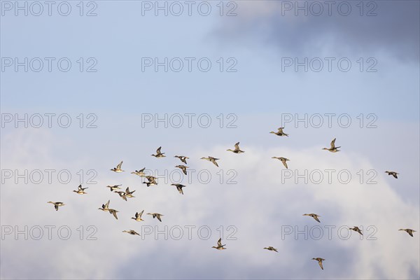 Gadwall (Anas strepera) and wigeon (Anas penelope), small flock in flight, Laanemaa, Estonia,