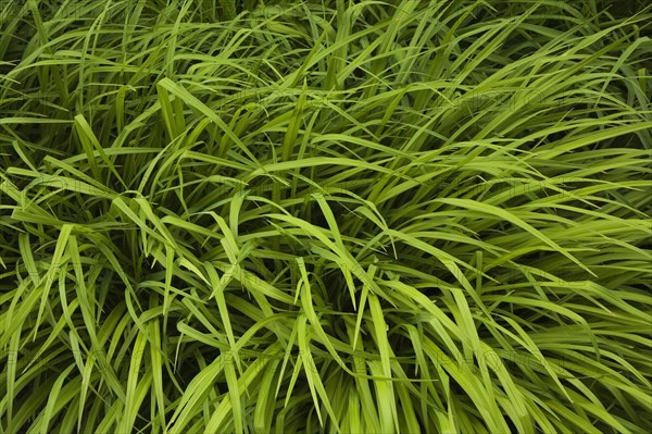Green spreading perennial Hakonechloa macra 'Aureola', Ornamental Grass plants in late spring,