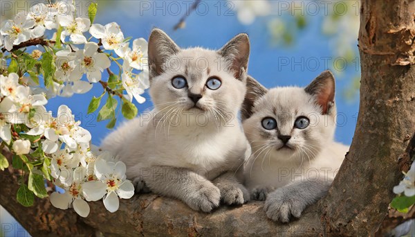 KI generated, animal, animals, mammal, mammals, cat, felidae (Felis catus), two kittens resting in