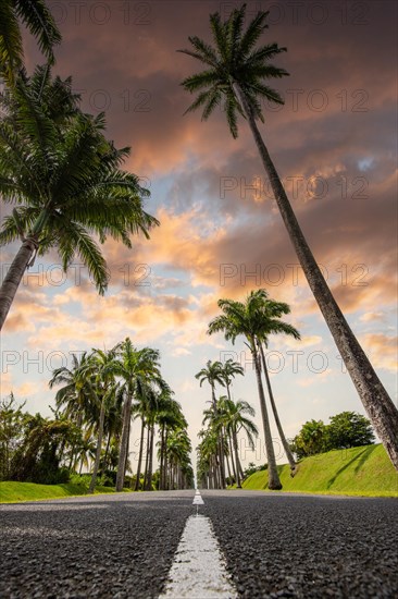 The famous palm avenue l'Allee Dumanoir. Landscape shot from the centre of the street into the