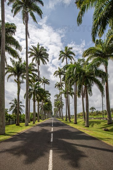 The famous palm avenue l'Allee Dumanoir. Landscape shot from the centre of the street into the