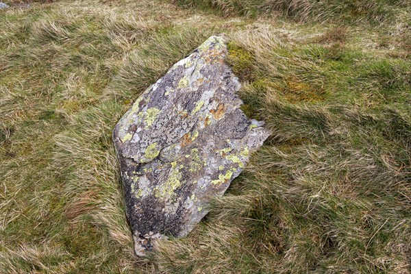 Lichens and fungi on stone, Snowdonia National Park near Pont Pen-y-benglog, Bethesda, Bangor,