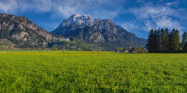 Dandelion (Taraxacum sect. Ruderalia) in spring, meadow near Hopfensee, behind it the Saeuling,