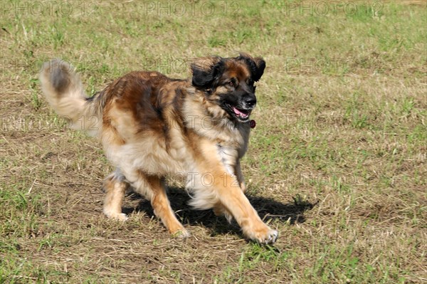 Leonberger dog in motion on a meadow, appears cheerful while playing, Leonberger dog, Schwaebisch