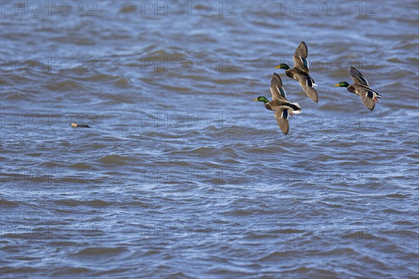 Mallard (Anas platyrhynchos), three adult males in flight, in the water Ferruginous Duck (Clangula