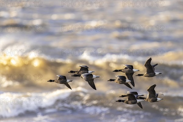 Brant goose (Branta bernicla), small flock in flight over troubled sea, Laanemaa, Estonia, Europe