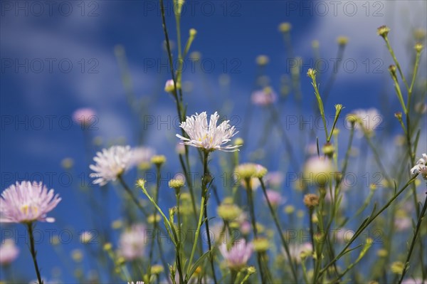 Close-up of mauve Erigeron, Fleabane flowers against a blue sky in late summer, Quebec, Canada,