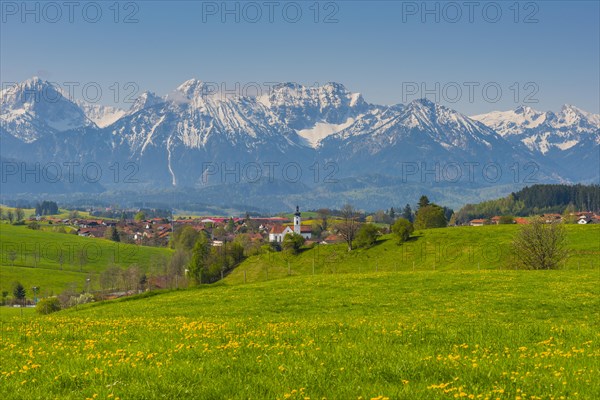 Common dandelion (Taraxacum sect. Ruderalia) in spring, meadow near Rieden am Forggensee,