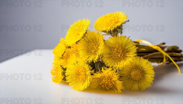 Coltsfoot flowersDandelion in a transparent vase, minimalistically arranged with a reflection,