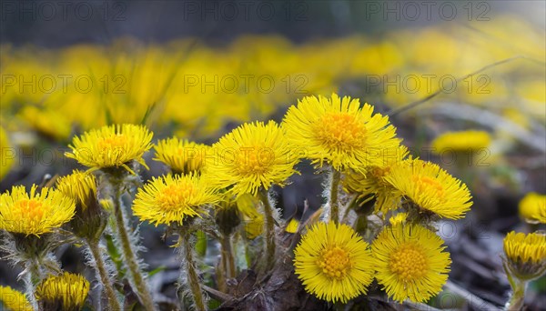 Yellow wildflowers in the soft light of the setting sun, medicinal plant coltsfoot, Tussilago