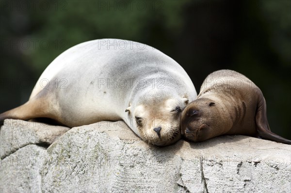 California sea lion (Zalophus californianus), An adult sea lion and a juvenile showing love and