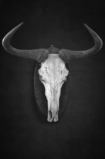 Hunting trophy of a wildebeest skull on a dark background, shot in 1912 in the former German South
