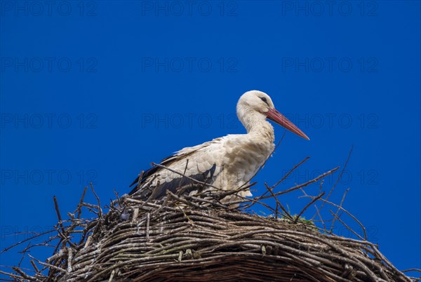Stork (ciconia) in the nest on the roof of the town hall, Tangermuende, Saxony-Anhalt, Germany,