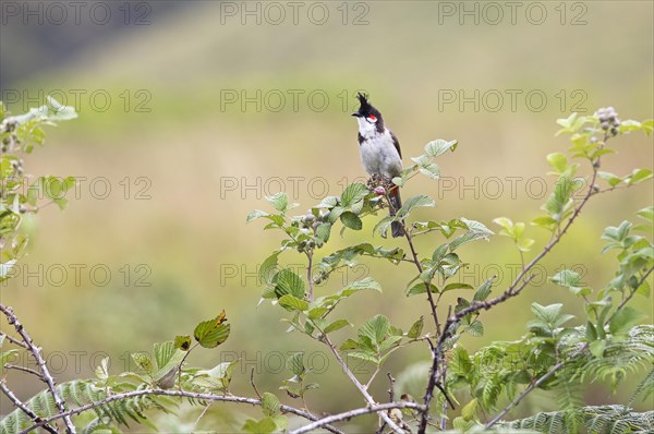 Red-vented Bulbul (Pycnonotus cafer) or Sooty Bulbul in Eravikulam National Park, Kannan Devan