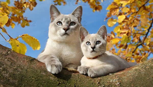 AI generated, animal, animals, mammal, mammals, cat, felidae (Felis catus), a cat and a kitten