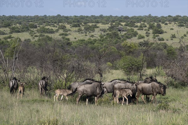 Blue wildebeest (Connochaetes taurinus) herd, Mziki Private Game Reserve, North West Province,