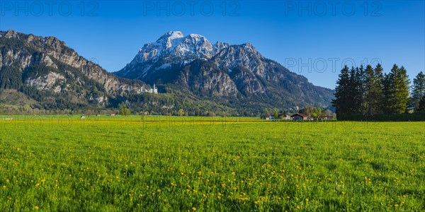 Dandelion (Taraxacum sect. Ruderalia) in spring, meadow near Hopfensee, behind it the Saeuling,