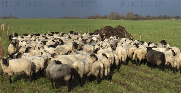 Black-headed domestic sheep (Ovis gmelini aries) waiting in the pen in front of the new pasture,