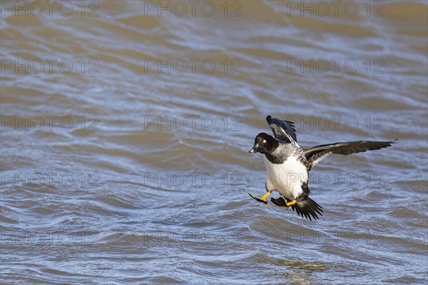 Common goldeneye (Bucephala clangula), female shortly in front of landing on the water surface,