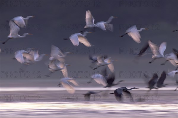 Great egret (Egretta alba), Great White Egret and Grey Heron startled by White-tailed Eagle,