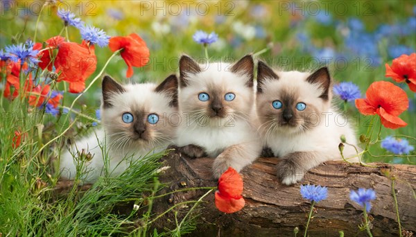 KI generated, animal, animals, mammal, mammals, cat, felidae (Felis catus), three cats resting on a