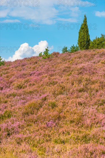 View of a hilly landscape covered with purple flowers under a blue sky with white clouds, single