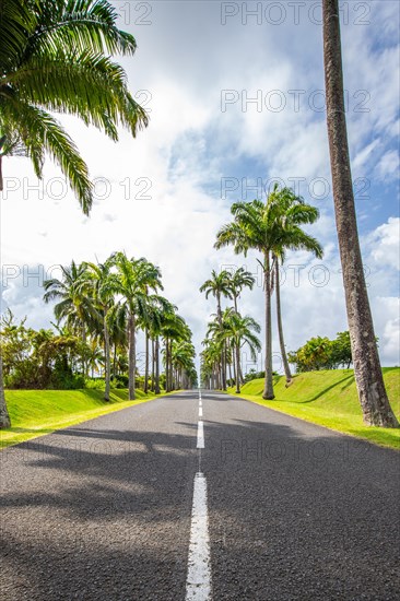 The famous palm avenue l'Allee Dumanoir. Landscape shot from the centre of the street into the