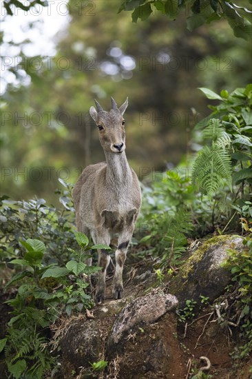 Nilgiri tahr (Nilgiritragus hylocrius, until 2005 Hemitragus hylocrius) or endemic goat species in