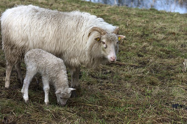 Horned moorland sheep (Ovis aries) with their lamb on the pasture, Mecklenburg-Western Pomerania,
