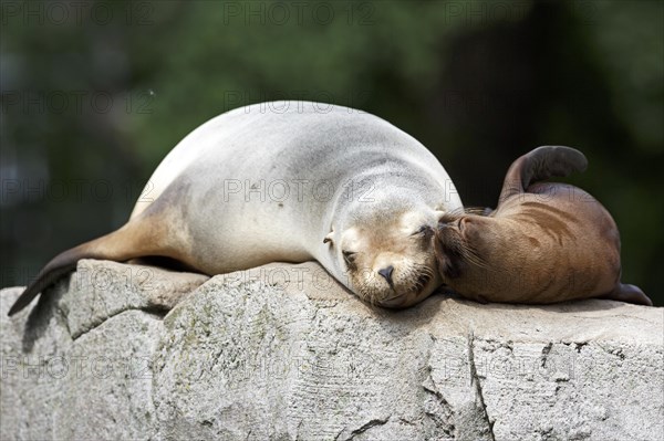 California sea lion (Zalophus californianus), An adult sea lion and a juvenile showing love and