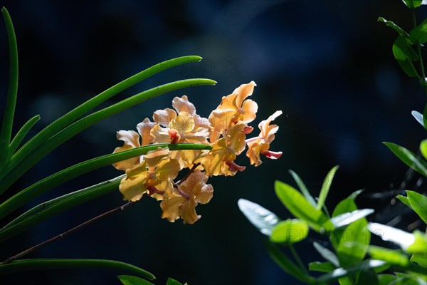 Jardin Botaniqu de Deshaies, botanical garden with flora and fauna in Guadeloupe, Caribbean, French