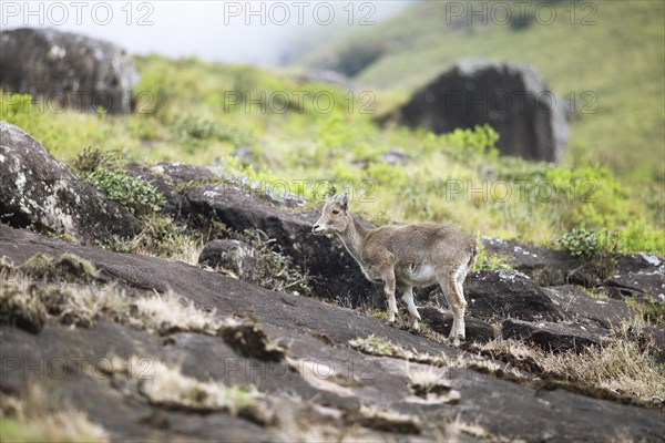 Nilgiri tahr (Nilgiritragus hylocrius, until 2005 Hemitragus hylocrius) or endemic goat species in
