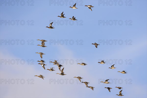 Gadwall (Anas strepera) and wigeon (Anas penelope), small flock in flight, Laanemaa, Estonia,
