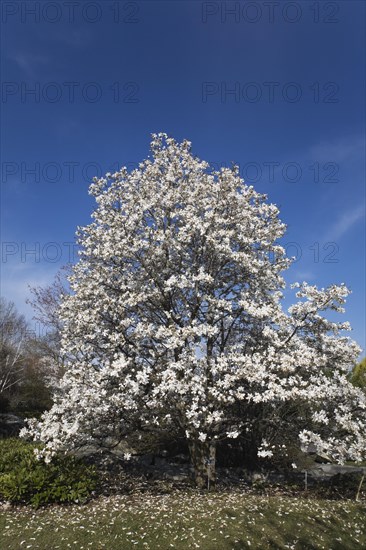 Magnolia loebneri tree with white flower blossoms in full bloom in Japanese garden in spring,