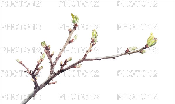 Tree sprout with coins growing from its buds, watercolor illustration on white background AI