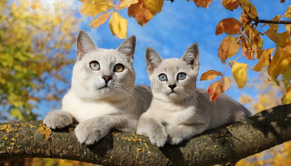 AI generated, animal, animals, mammal, mammals, cat, felidae (Felis catus), a cat and a kitten